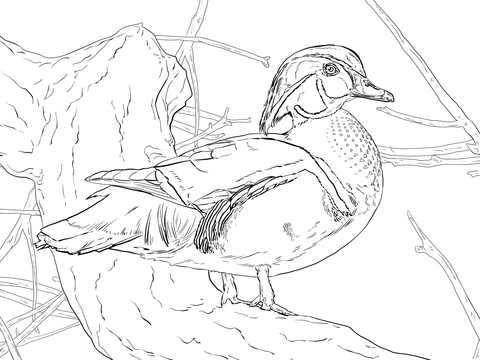 Wood duck drake coloring page free printable coloring pages