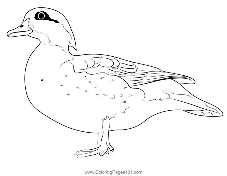 Female wood duck coloring page wood ducks coloring pages color