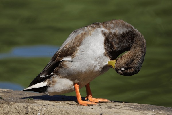 Duck bow royalty