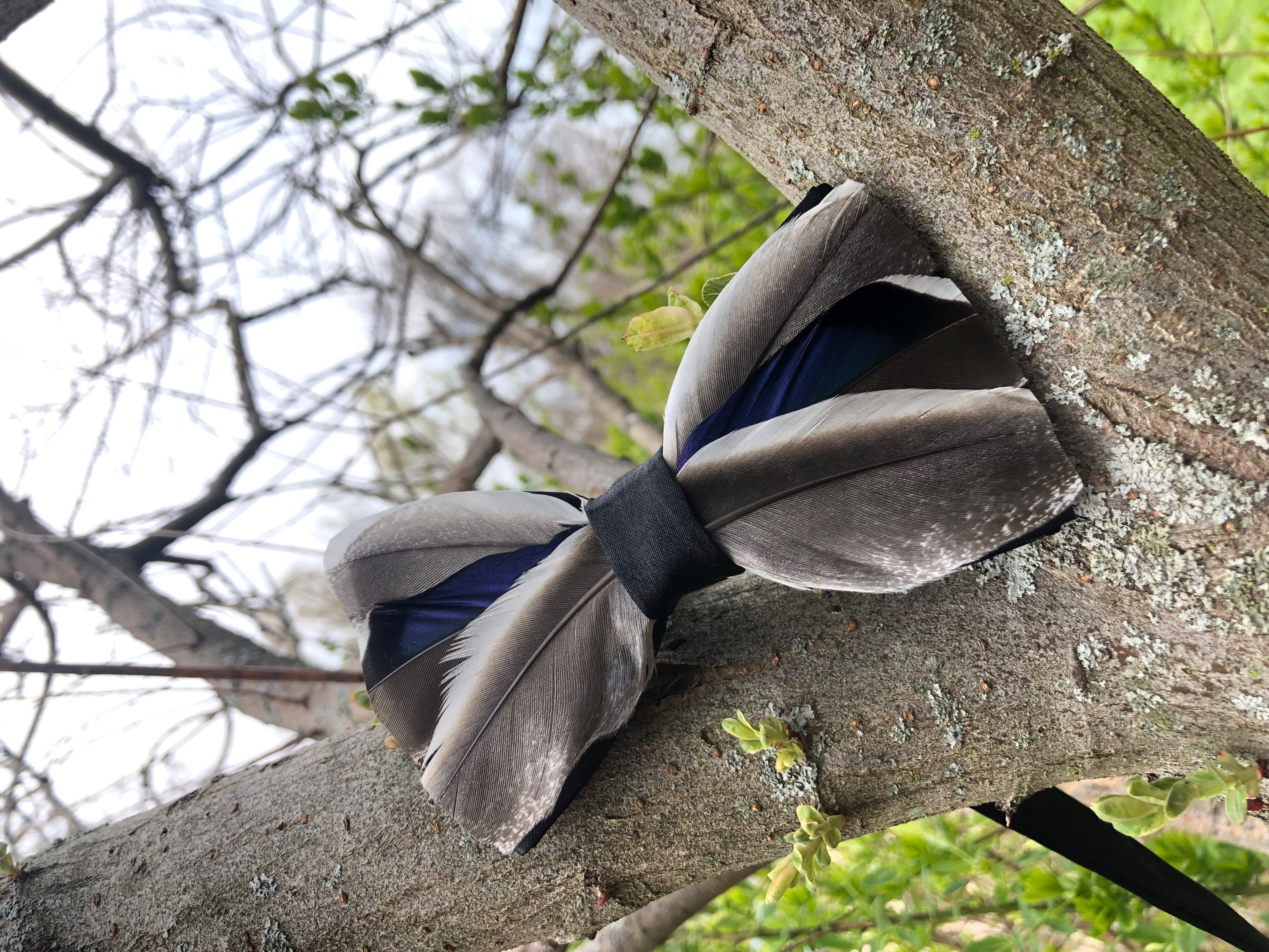 Duck feather bow tie