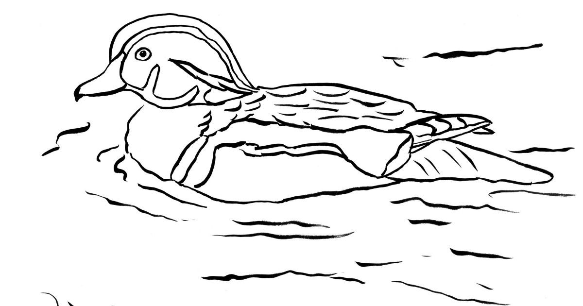 Wood duck coloring page