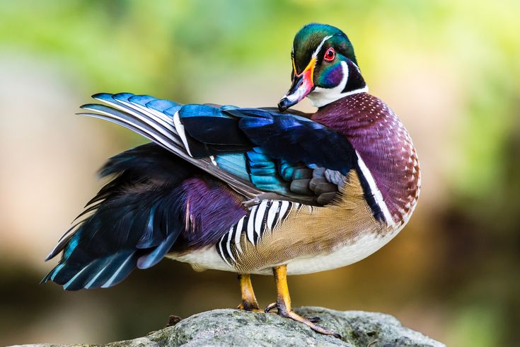 Canada colorful male wood duck wood ducks duck species duck pictures