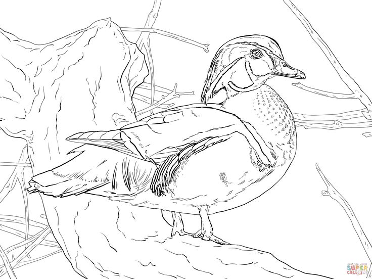 Wood duck drake coloring page animal coloring pages bird coloring pages coloring pages