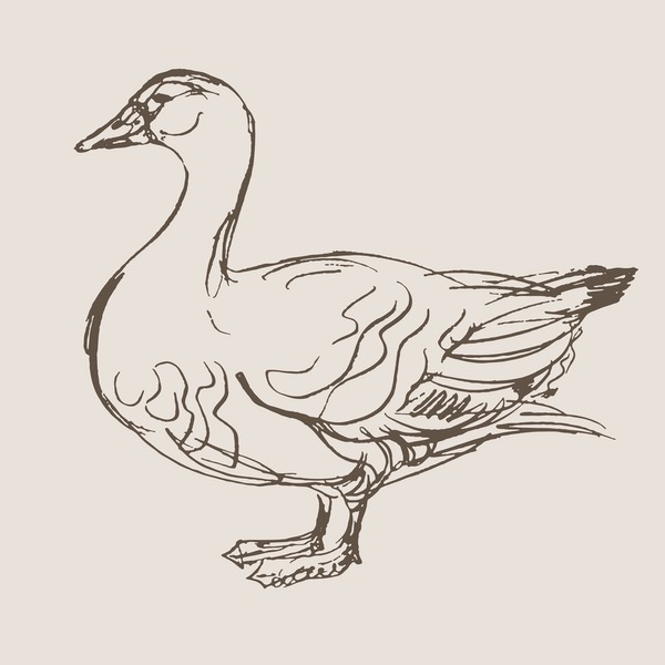 Hundred classic drawing duck royalty