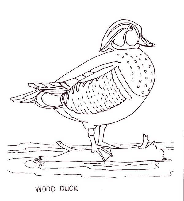 Wood duck duckling coloring page