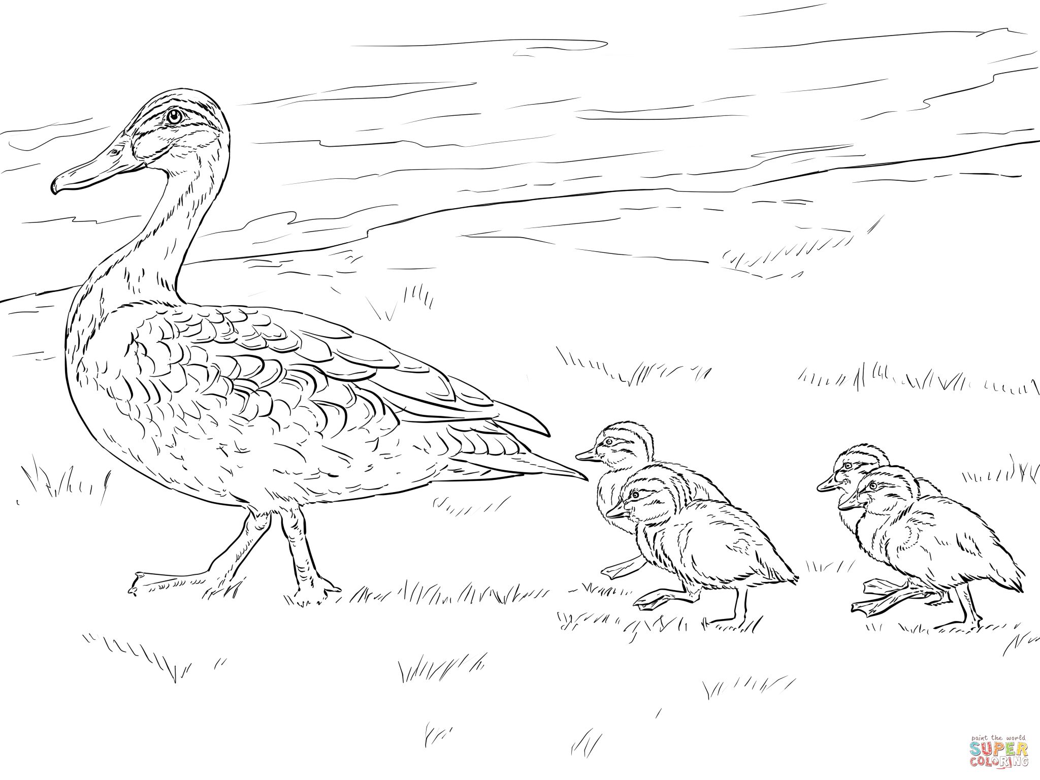 Wood duck coloring page