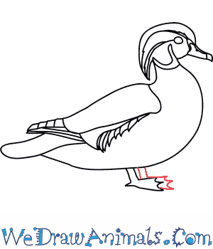 How to draw a wood duck
