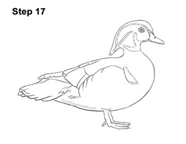 How to draw a wood duck video step