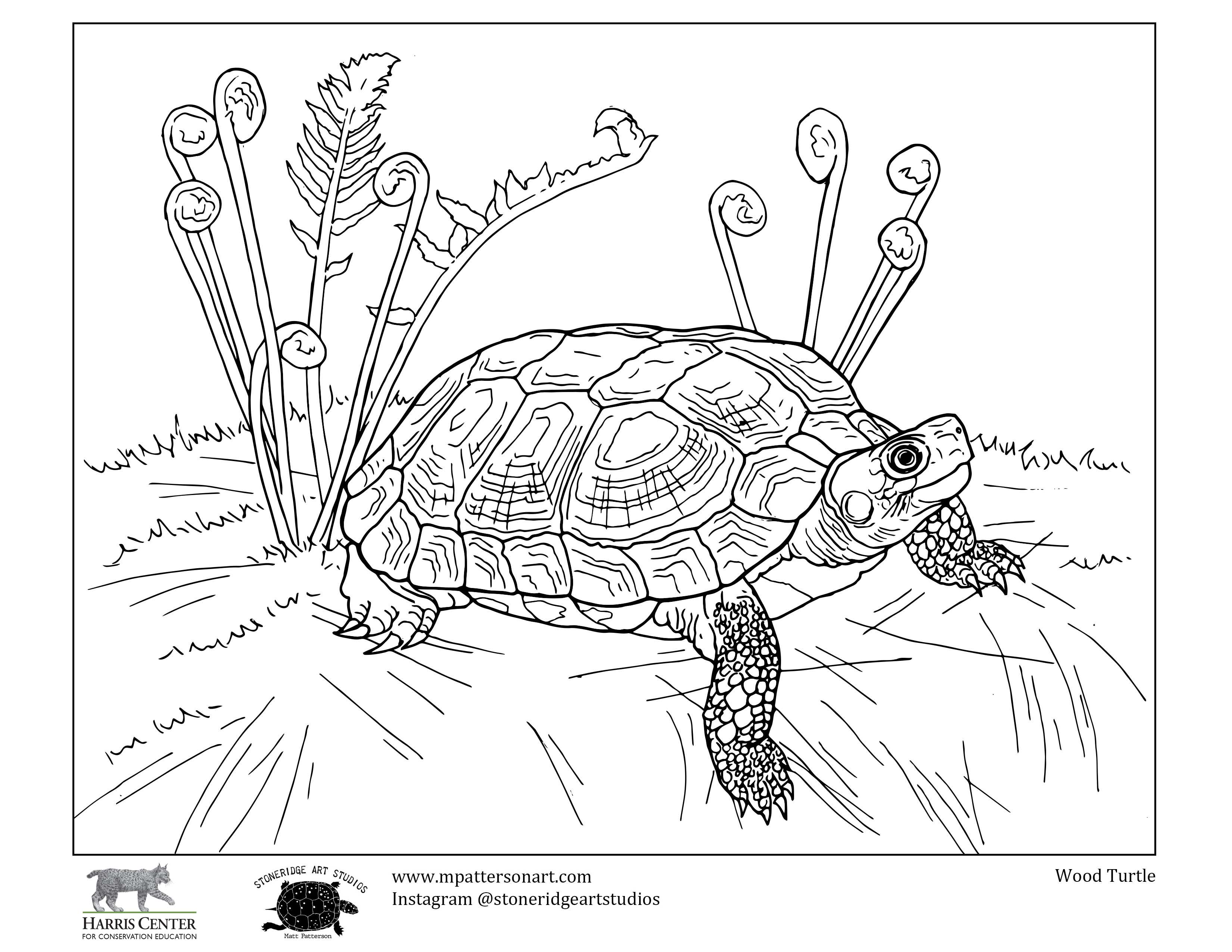 Turtle week colouring contest