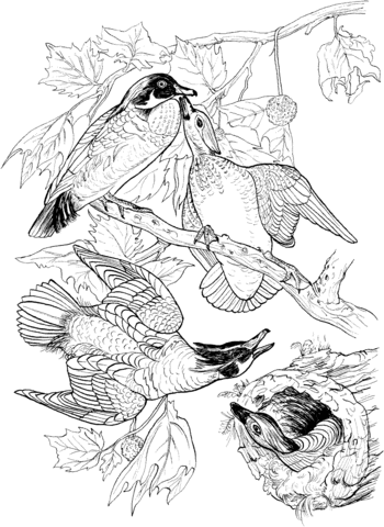 Wood ducks coloring page free printable coloring pages