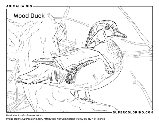 Wood duck