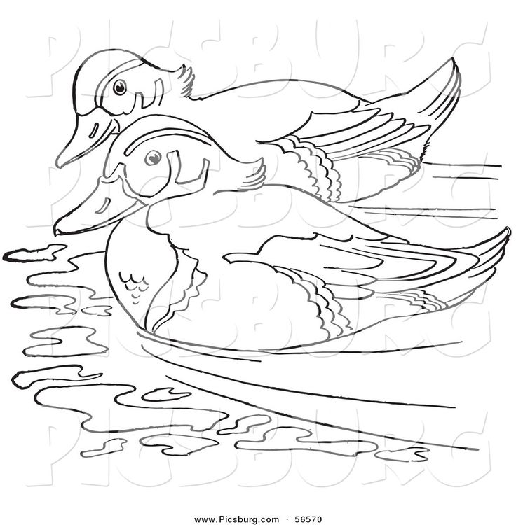 Wood duck couple swimming in a pond black and white line art bird drawings coloring pages wood ducks