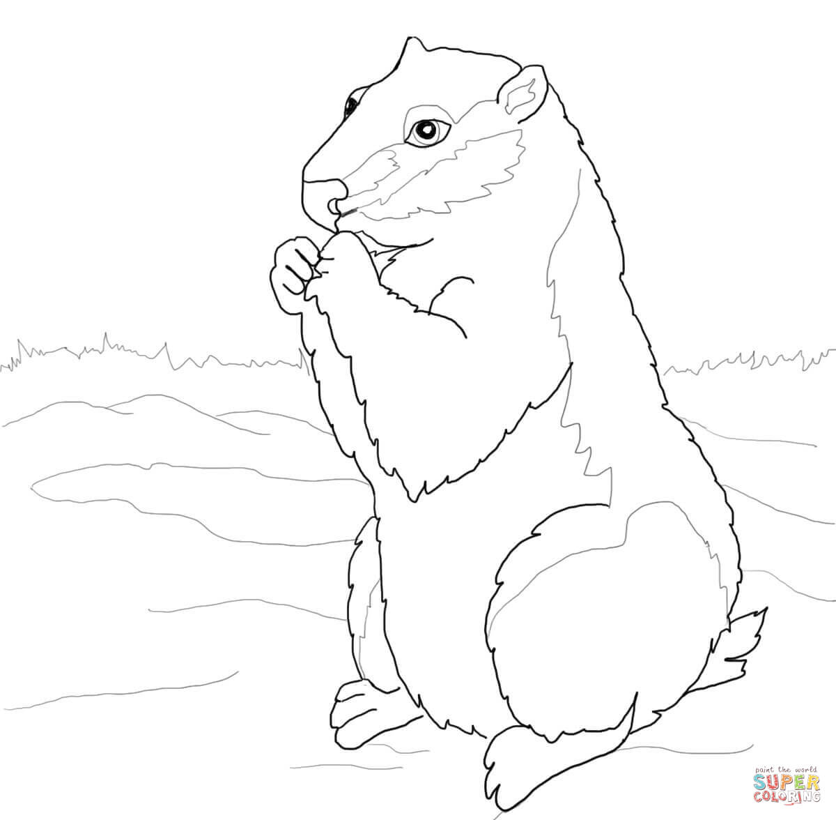 Woodchuck coloring page free printable coloring pages