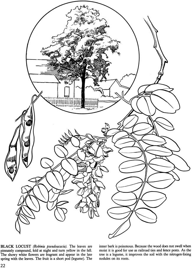 Wele to dover publications coloring pages printable coloring pages dover coloring pages