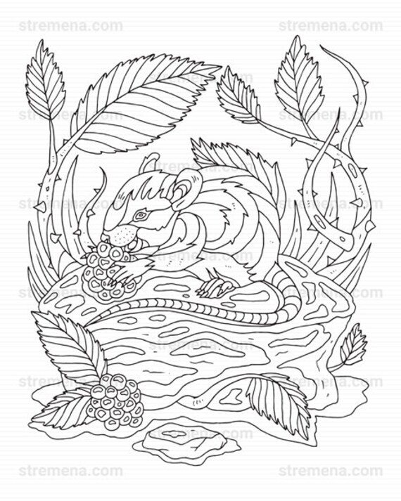 Cute little woodland animals printable coloring pages pdf