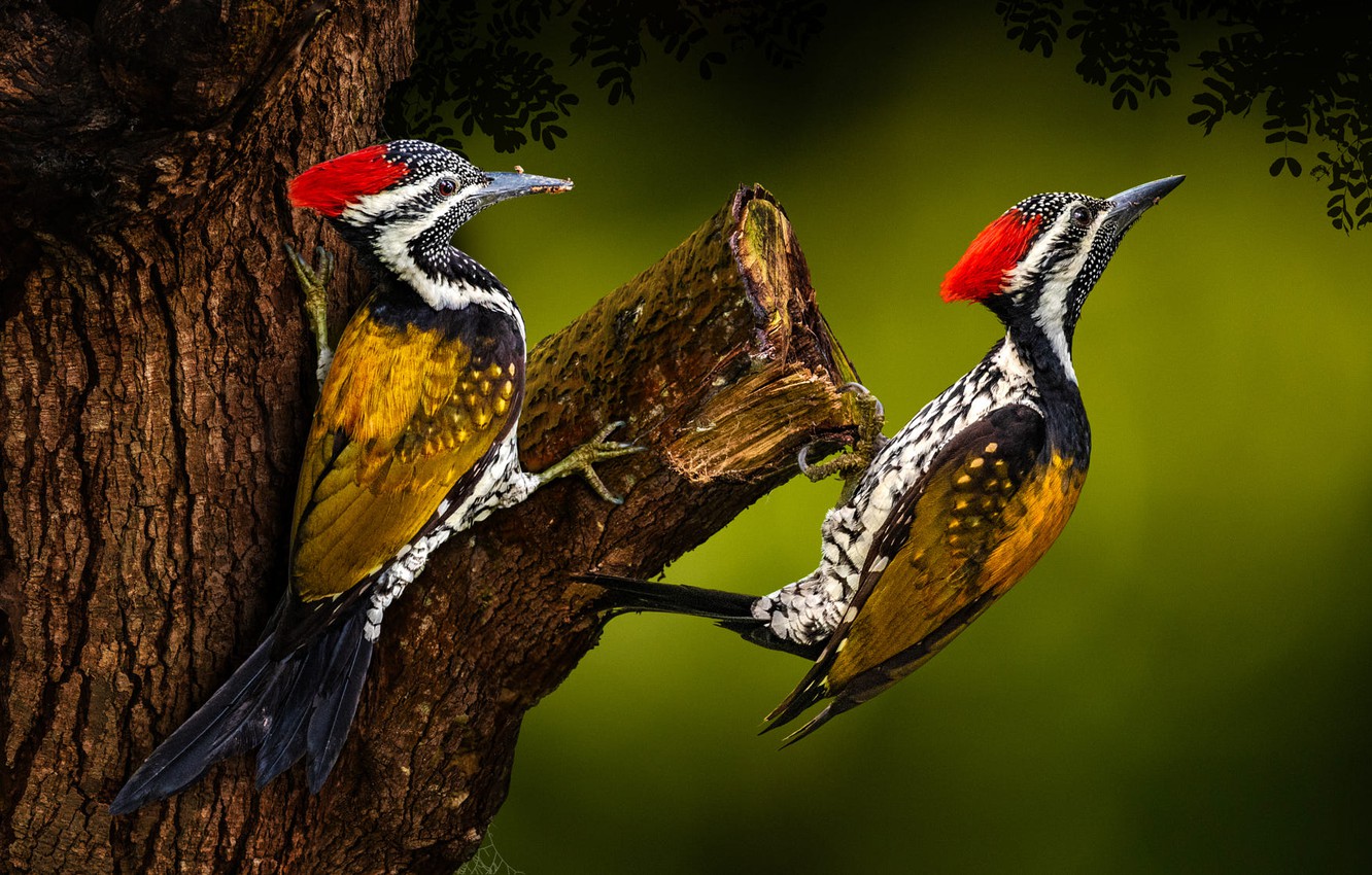 Download Free 100 + woodpecker bird wallpapers