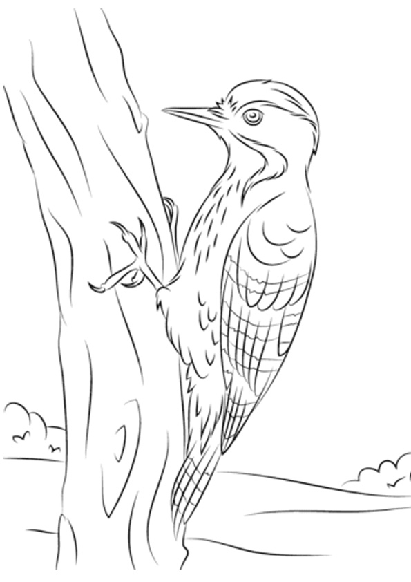 Coloring pages free printable woodpecker coloring pages