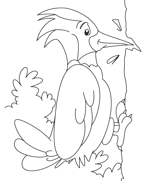 Printable woodpecker coloring page bird