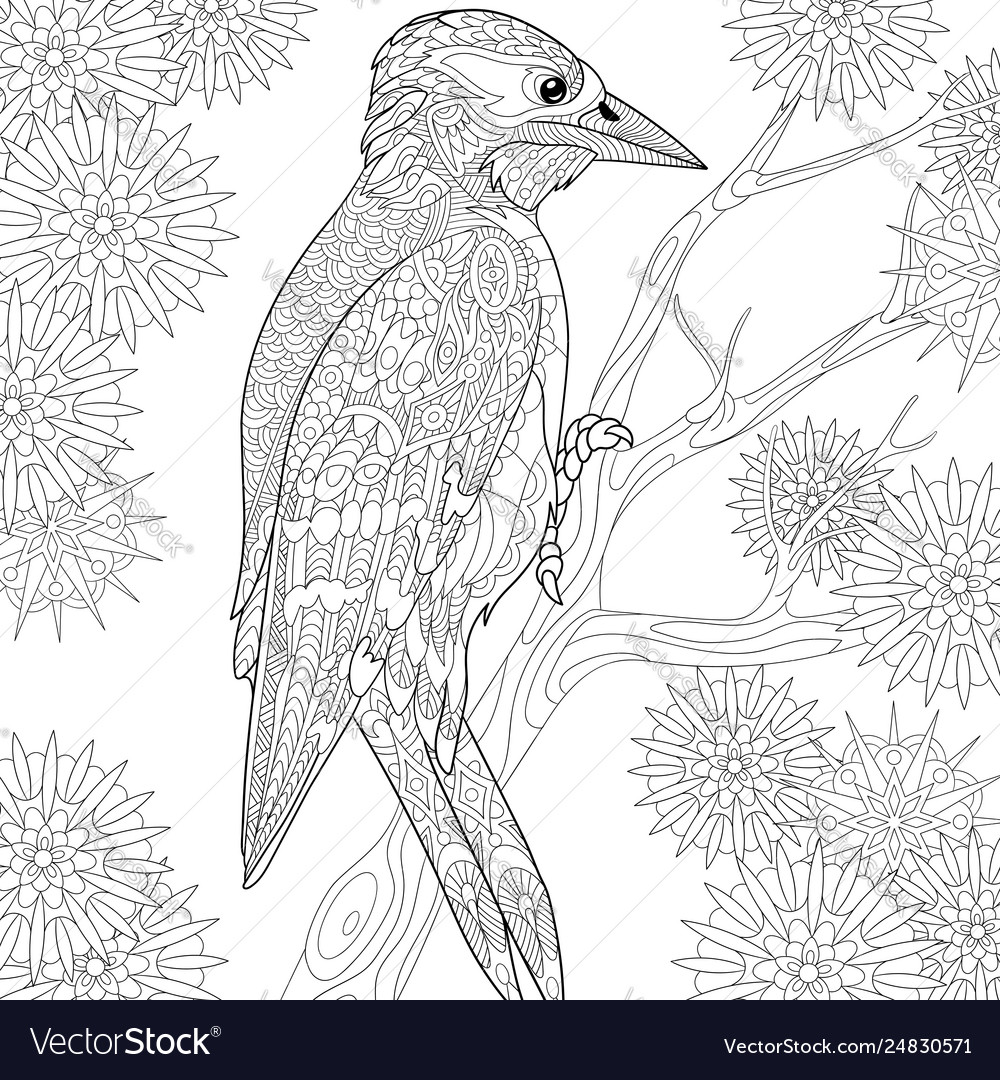 Woodpecker adult coloring page royalty free vector image