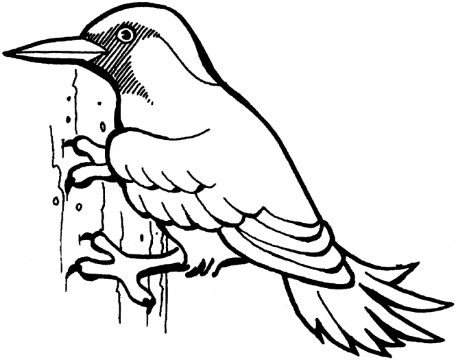 Woodpecker coloring page