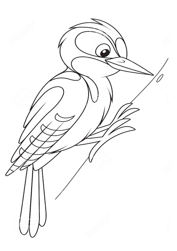 Coloring pages printable woodpecker coloring pages