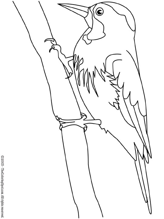 Woodpecker coloring page audio stories for kids free coloring pages colouring printables