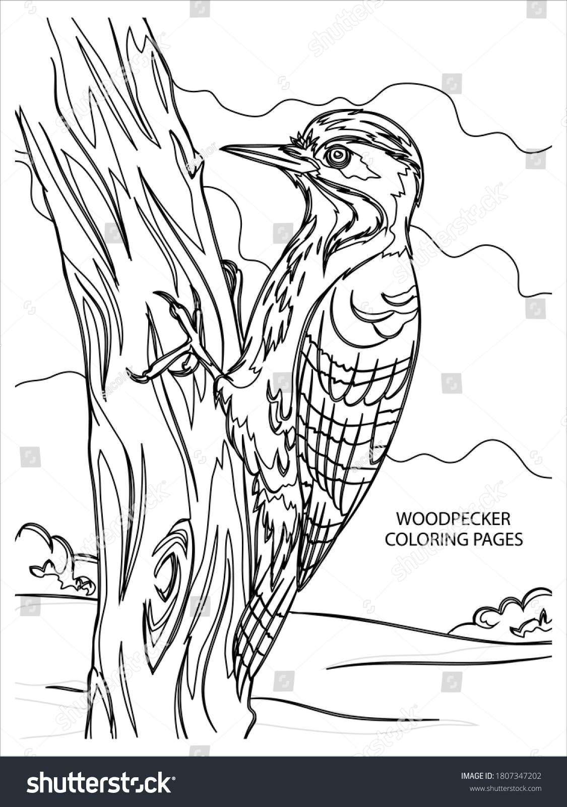 Woodpecker coloring pages animal coloring pageeasy stock vector royalty free