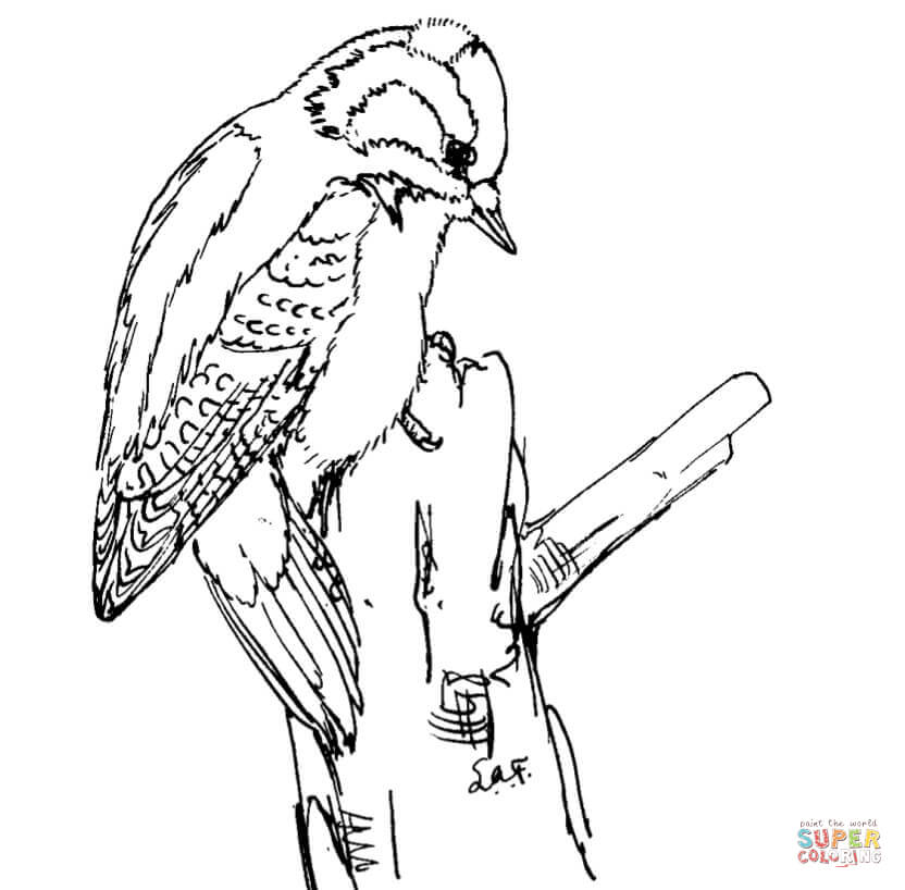 Downy woodpecker coloring page free printable coloring pages