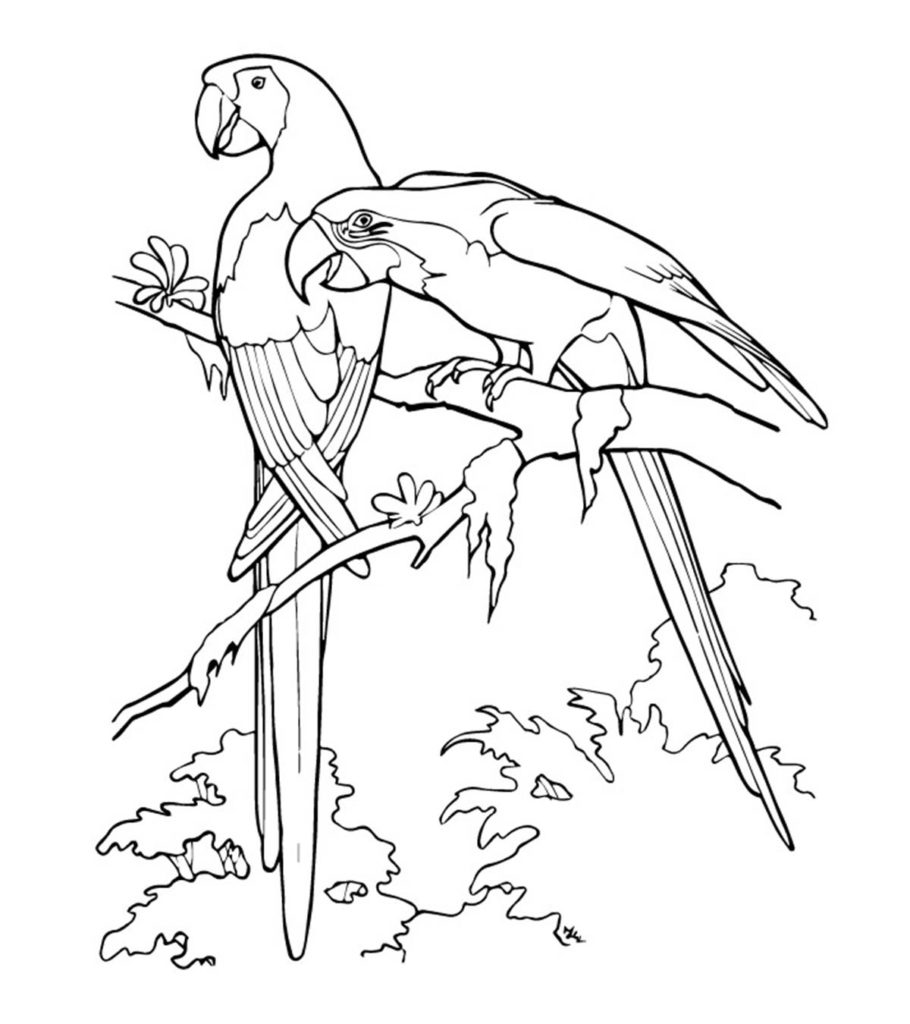 Cute parrot coloring pages your toddler will love to color