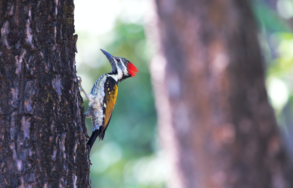 Download Free 100 + woodpecker hd wallpapers