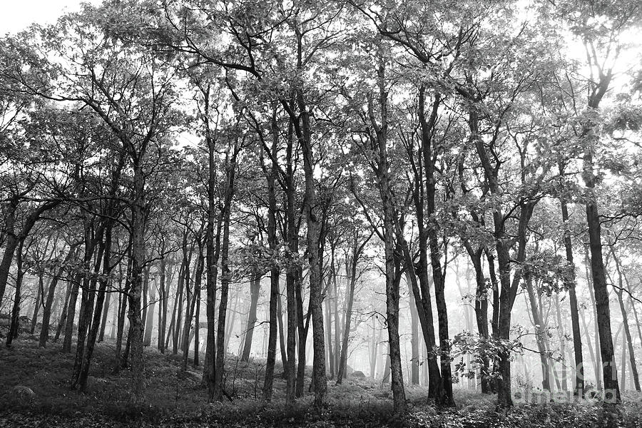 Mystical morning in the shen oak woods black and white photograph by maili page