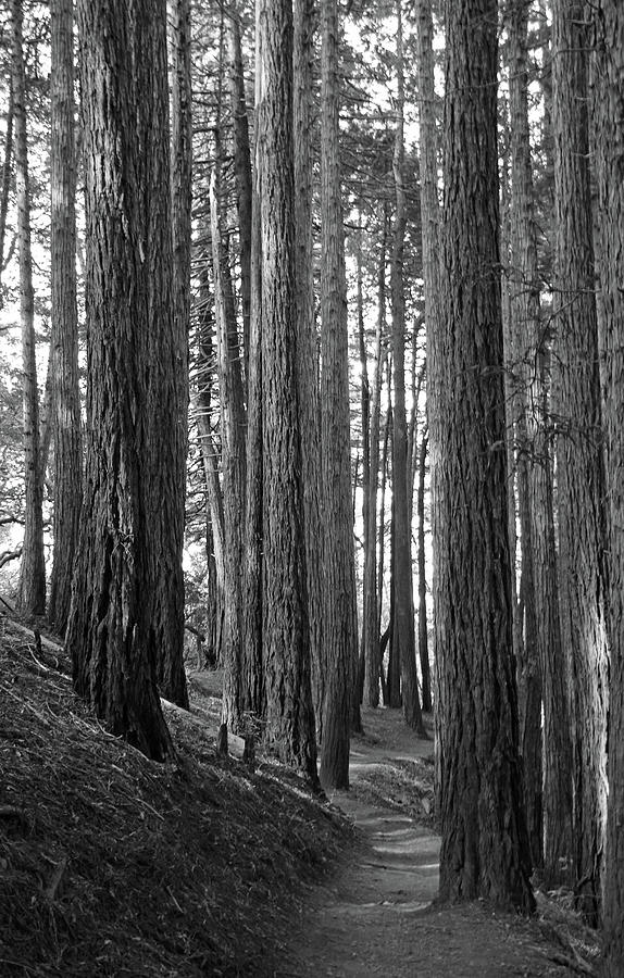 Muir woods black and white photograph by sierra vance