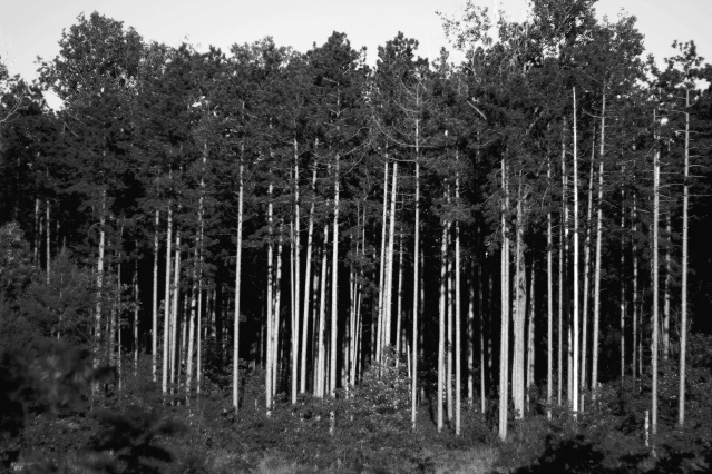 Black and white woods white wood black and white wood