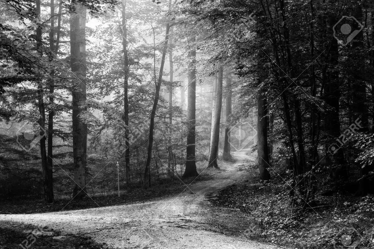 Steigerwald forest in franconia germany vintage black and white picture from the woods of bavaria stock photo picture and royalty free image image