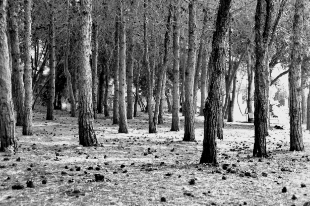 The woods in black and white free stock photo