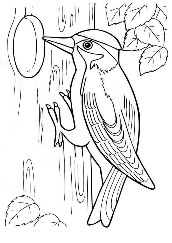 Coloring pages woody woodpecker coloring page