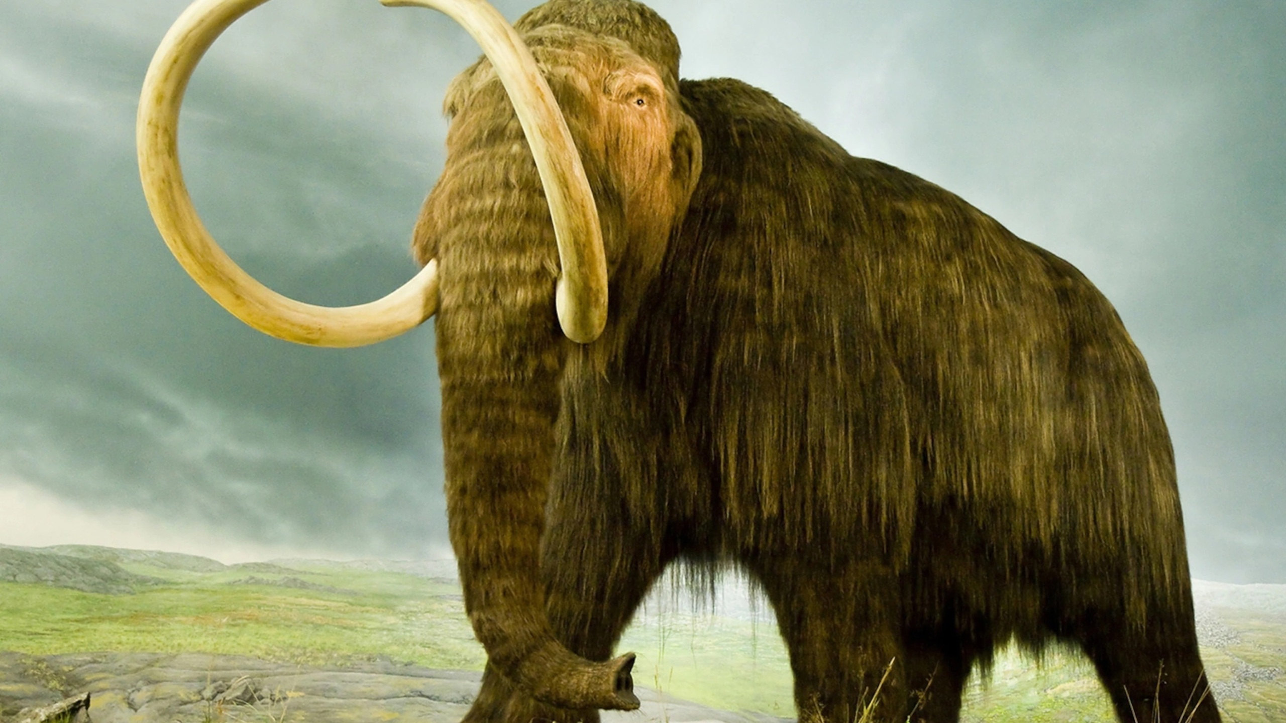 Download Free 100 + Woolly Mammoth Wallpapers