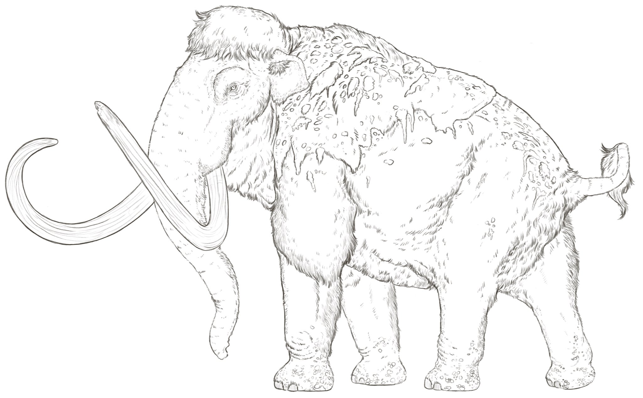 Thenaturalborn on x heres another woolly mammoth like i havent made enought mammoths alreadyâ paleoart mammoth httpstcozwhmebt x