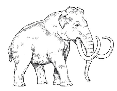 Mammoth sketch images â browse photos vectors and video