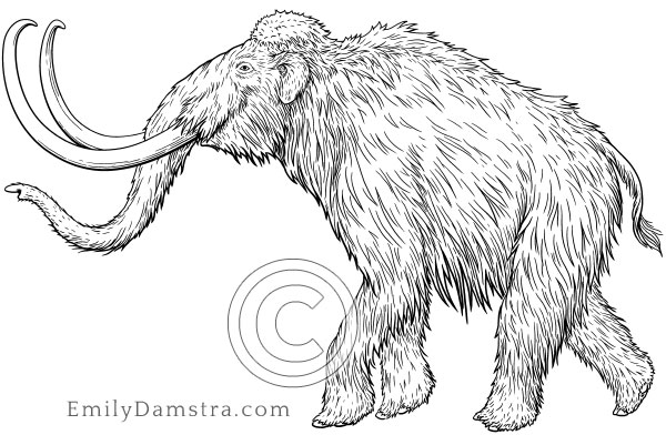 Woolly mammoth