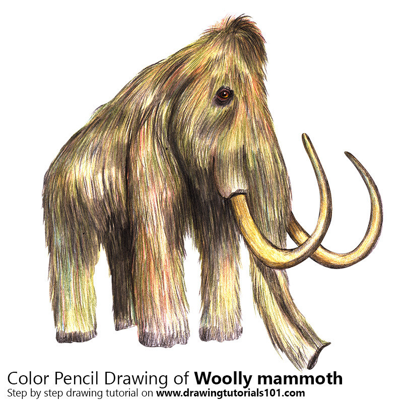 Woolly mammoth with color pencils time lapse step by steâ