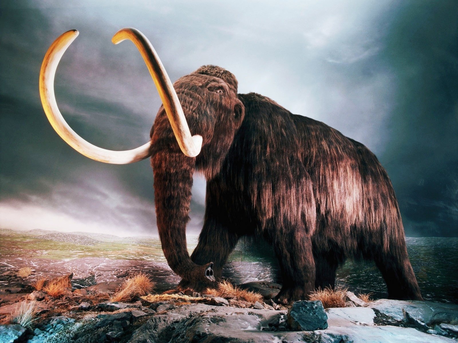 Mammoth hd wallpapers