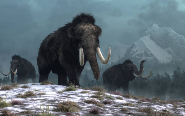 Woolly mammoth stock photos pictures royalty