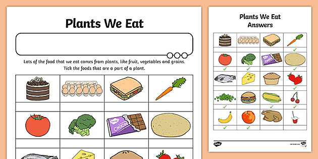 Food from plants worksheet