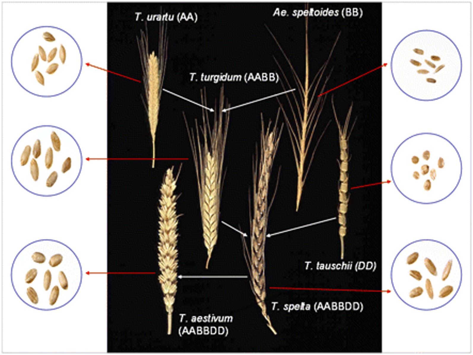 Frontiers wheat quality a review on chemical composition nutritional attributes grain anatomy types classification and function of seed storage proteins in bread making quality