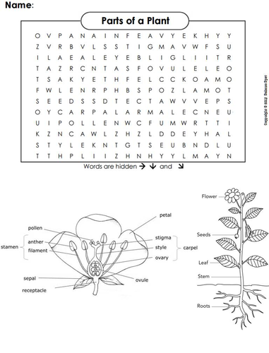 Plant parts word search teaching resources