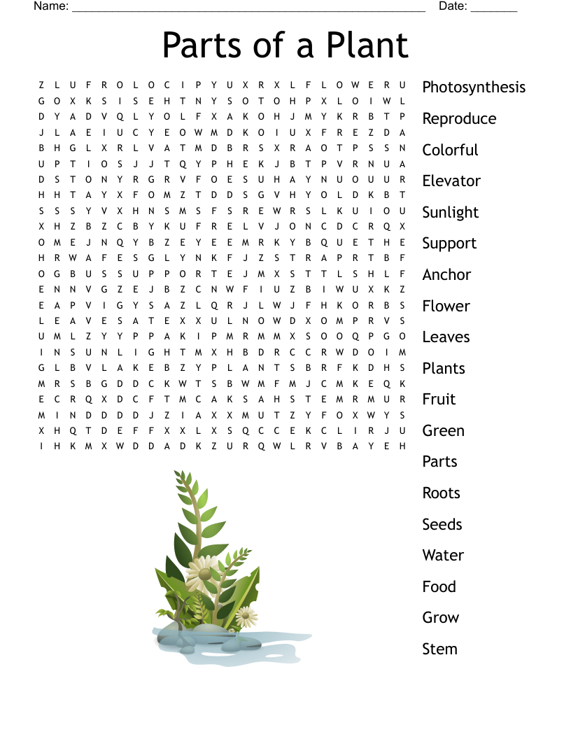 Parts of a plant word search