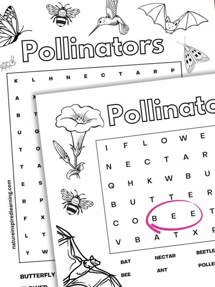 Insect word search