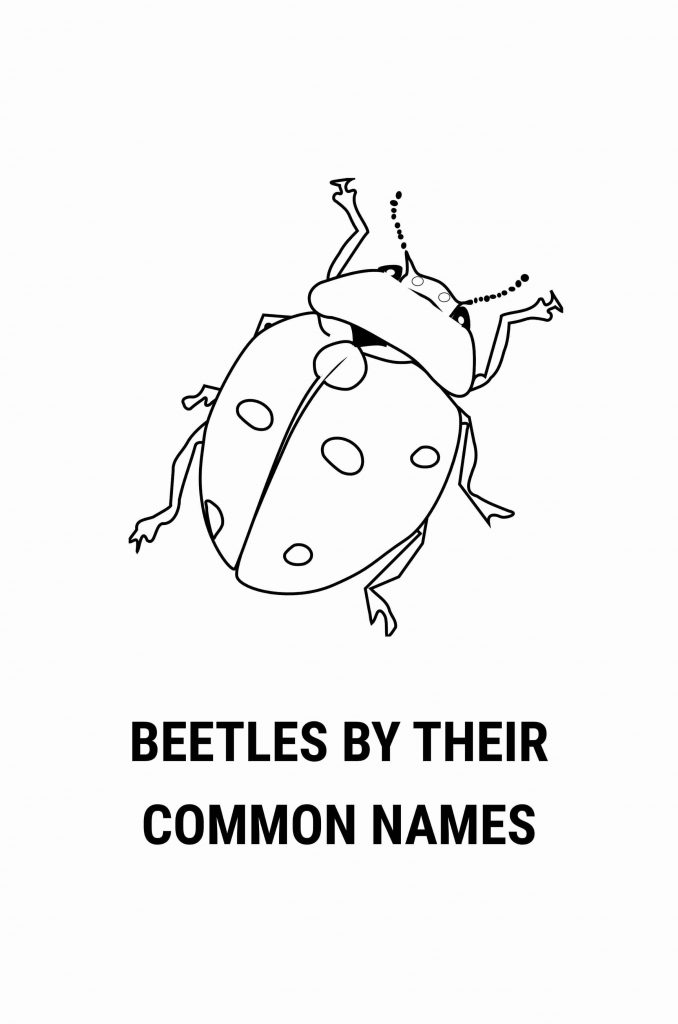 Beetle bugs and insect word search puzzle books for learning