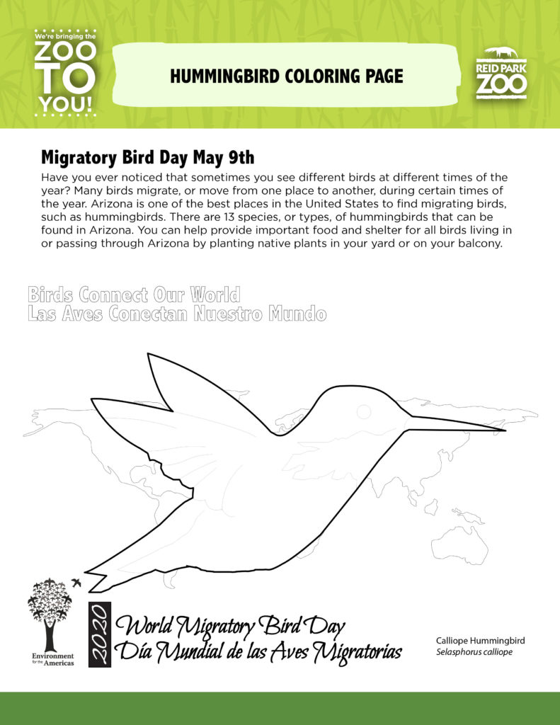 Activity pages migratory bird day word search coloring page reid park zoo